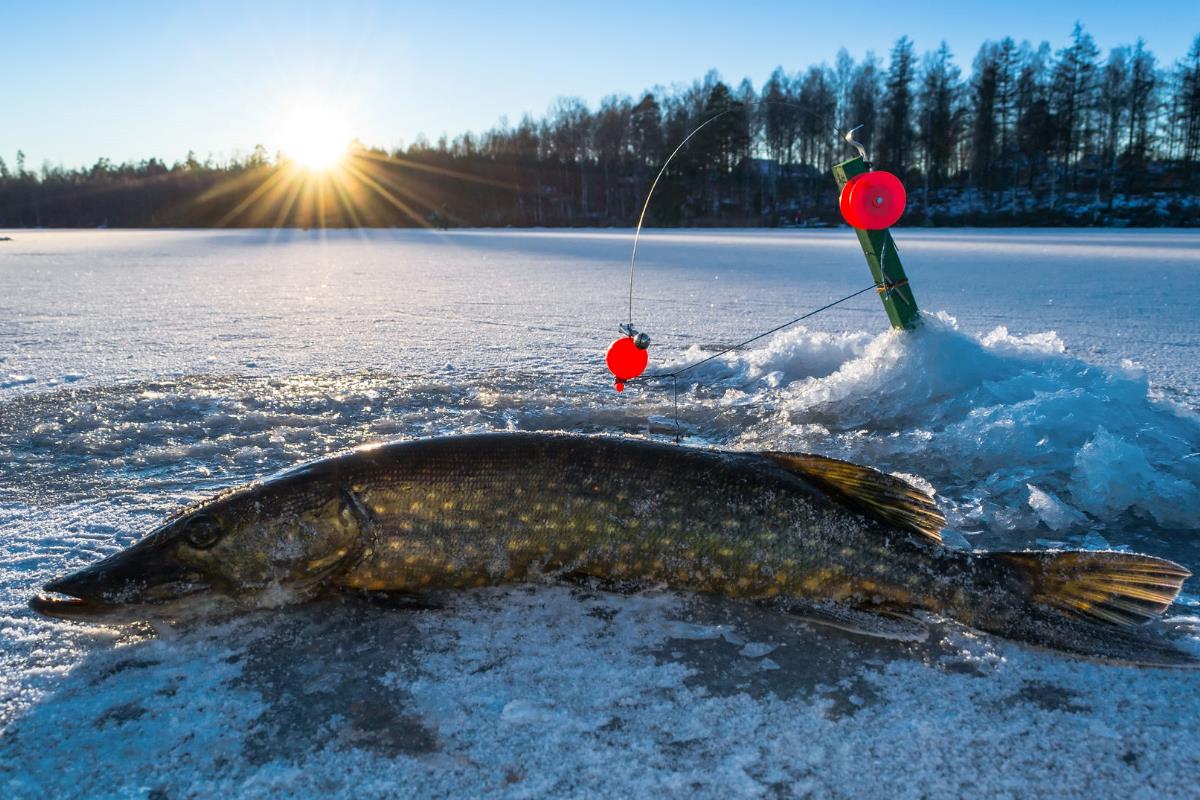 Freshwater Fish Selling: Do You Need a License? - Fishing Licence USA